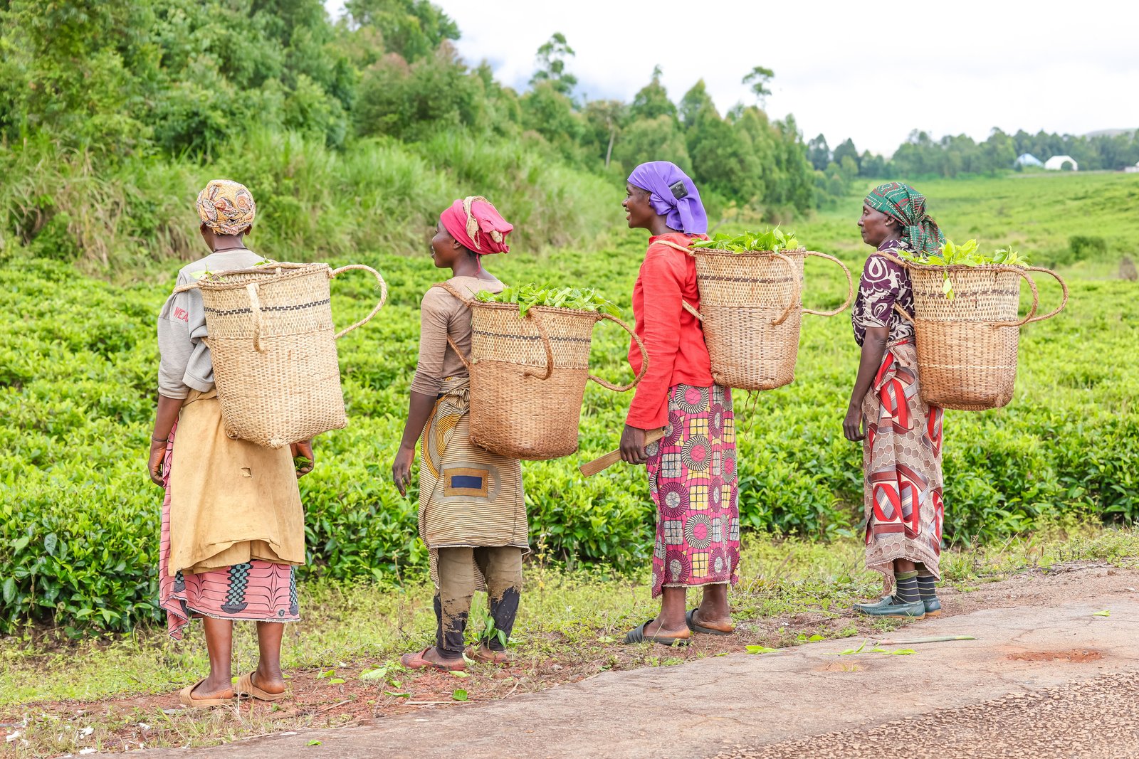 Cooperative farmers carrying the tea harvest home