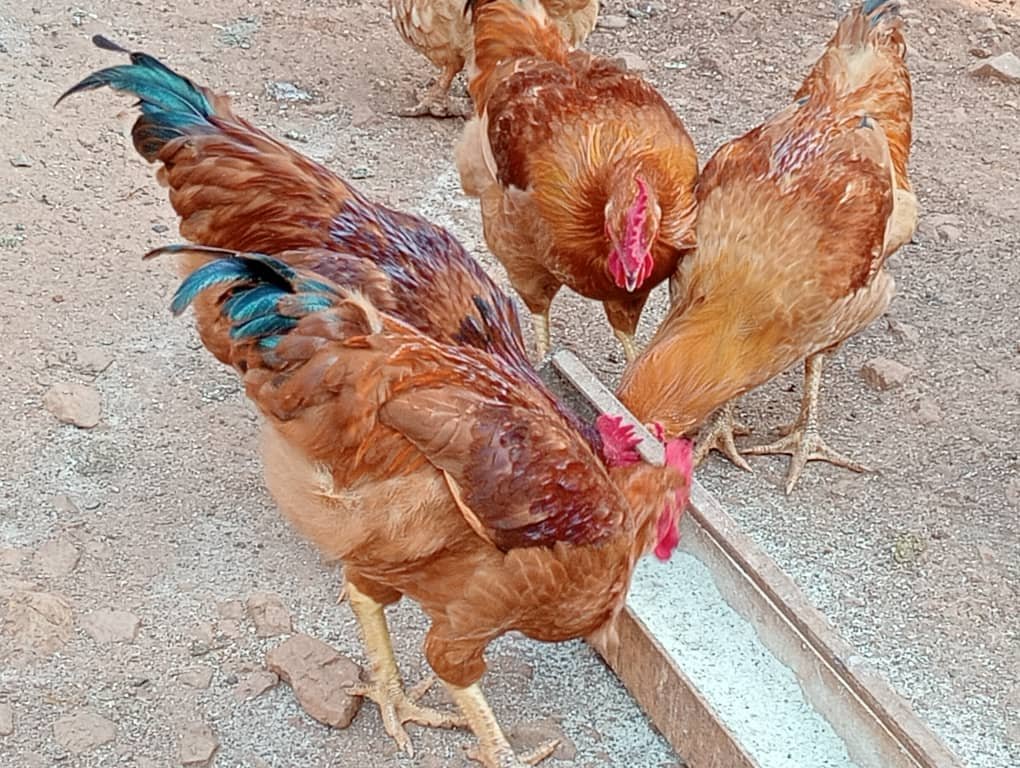 Chickens from the RMGM poultry production project