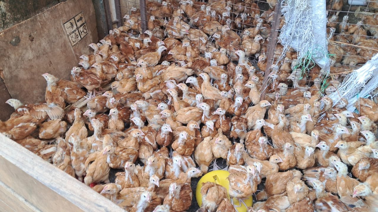 Remnant Mothers Global Mission Chicken Project  to cover all the Country.  Kicking off poverty  from women.  5 H HEAD: Mindset  HEART: Transformation of the heart. HANDS: Skilling